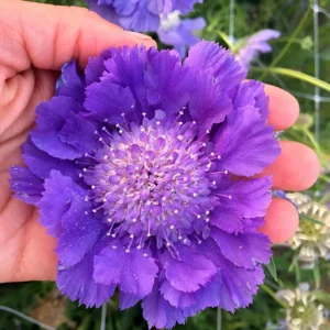 Scabiosa Fama Blue Starter Plants - Set of 2 Pincushion Flower Perennials, 3-6
