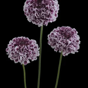 Scabiosa Live Plant - Pincushion Flower Starter Plugs - Perennial - Image 4