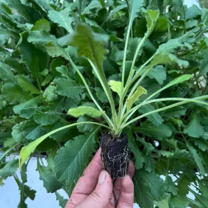 Scabiosa Pincushion Flower Starter Plant - Perennial Live Plant for Pollinators - Image 3
