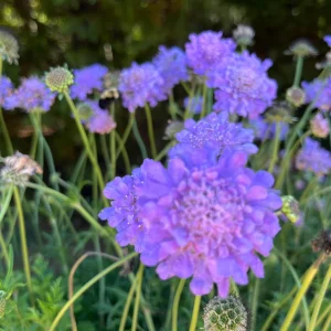 Scabiosa Pincushion Flower Starter Plant - Perennial Live Plant for Pollinators - Image 8
