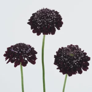Scabiosa Pincushion Flower Starter Plant - Perennial Live Plant for Pollinators - Image 9