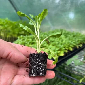 Scabiosa Pincushion Scoop Series Starter Plant Live, 1