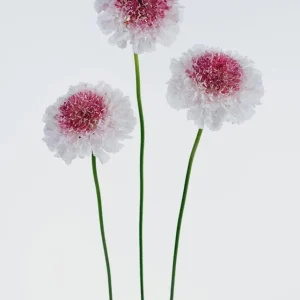 Scabiosa Pincushion Scoop Series Starter Plant Live, 1