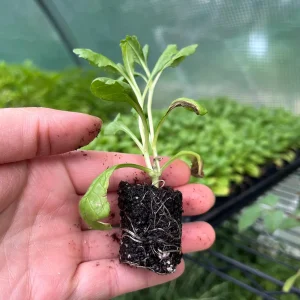 Scabiosa Pincushion Scoop Series Starter Plant Live, 1