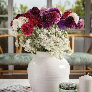 Scabiosa Pincushion Scoop Series Starter Plant Live, 1