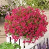 Scarlet Flame Creeping Phlox Live Plant - Red Flowers, Groundcover, 4" Pot - Image 1