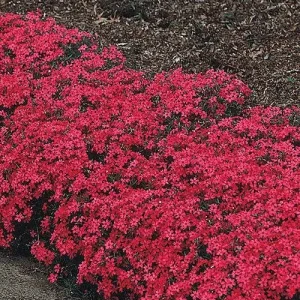 Scarlet Flame Creeping Phlox Live Plant - Red Flowers, Groundcover, 4