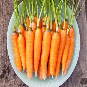 Scarlet Nantes Carrot Seeds - Non-GMO Organic Vegetable Garden Seeds - Approx 288,000 Seeds - Image 1
