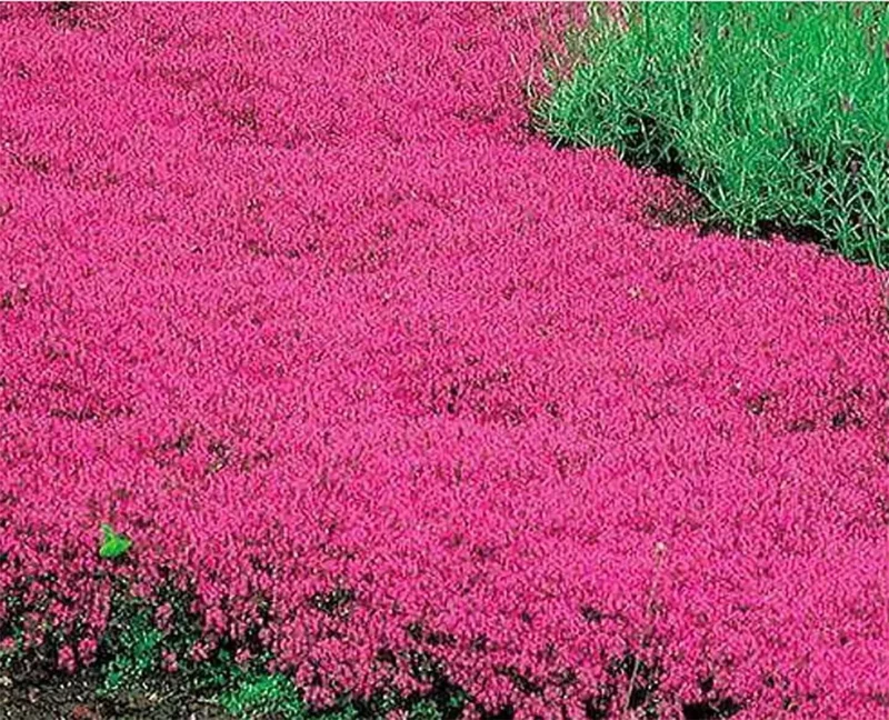 Scarlet Red Creeping Thyme Seeds - 600 Seeds Perennial Ground Cover for Rock Gardens - Image 2