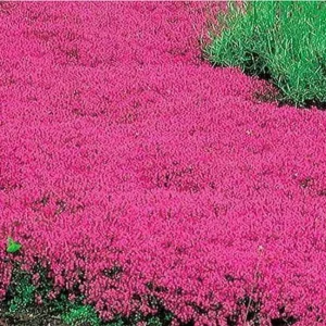 Scarlet Red Creeping Thyme Seeds - 600 Seeds - Perennial Ground Cover - Image 1