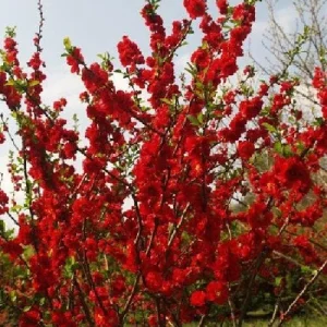 Scarlet Storm Flowering Quince Live Plant - Thornless, Red Blooms, Drought Tolerant - Image 2