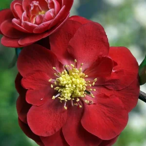 Scarlet Storm Flowering Quince Live Plant - Thornless, Red Blooms, Drought Tolerant - Image 1
