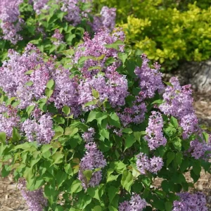 Scentara Pura Lilac Live Plant – Fragrant Hyacinthiflora – 4 inch Pot – Outdoor Shrub - Image 2