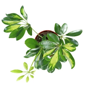 Schefflera Arboricola 'Gold Capella' Live Plant - 4 inch Pot - Indoor - Image 2