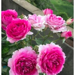 Scheherazade Rose Live Plant - Fragrant Pink Ruffled Shrub, 6 inch Ownroot - Image 2