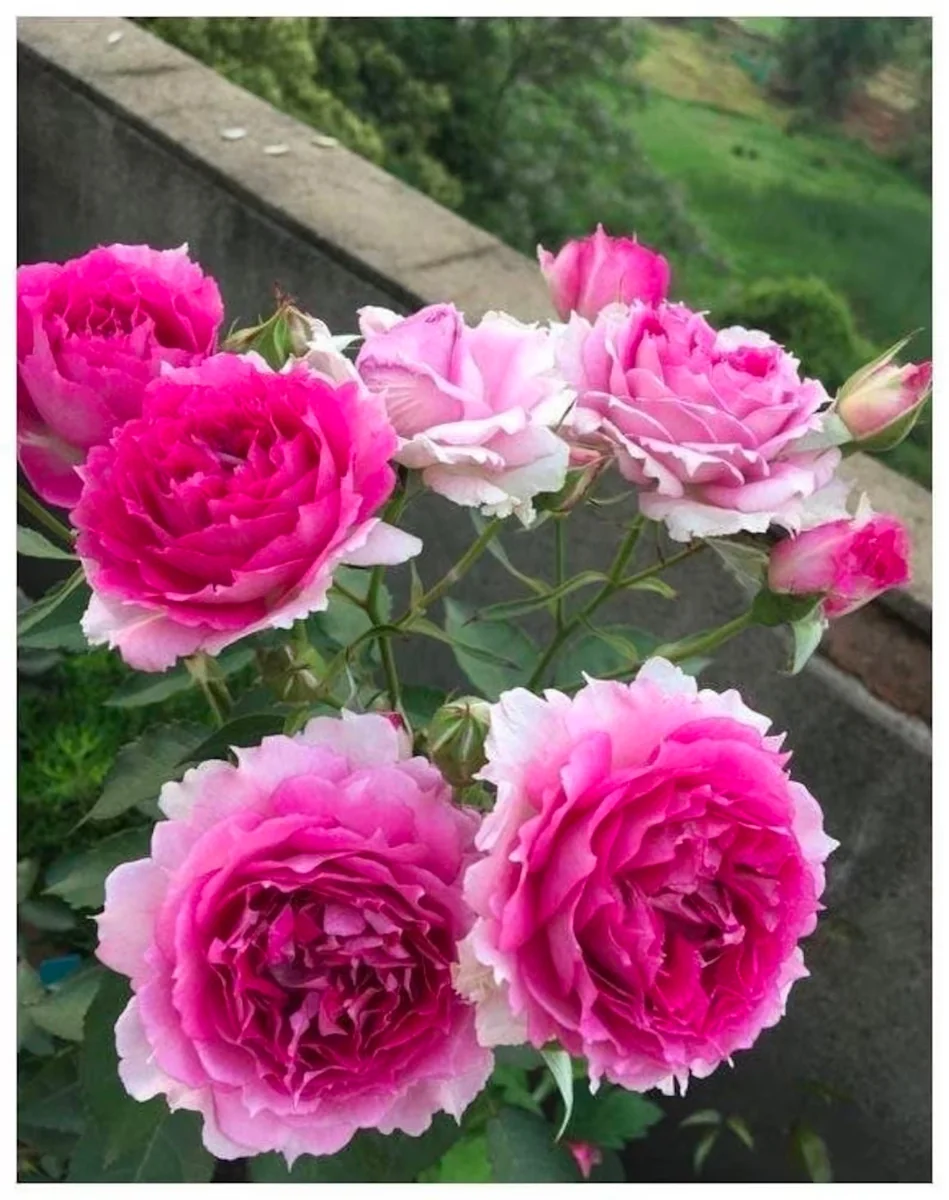 Scheherazade Rose Live Plant - Fragrant Pink Ruffled Shrub, 6 inch Ownroot - Image 2