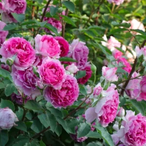 Scheherazade Rose Live Plant - Fragrant Pink Ruffled Shrub, 6 inch Ownroot - Image 3