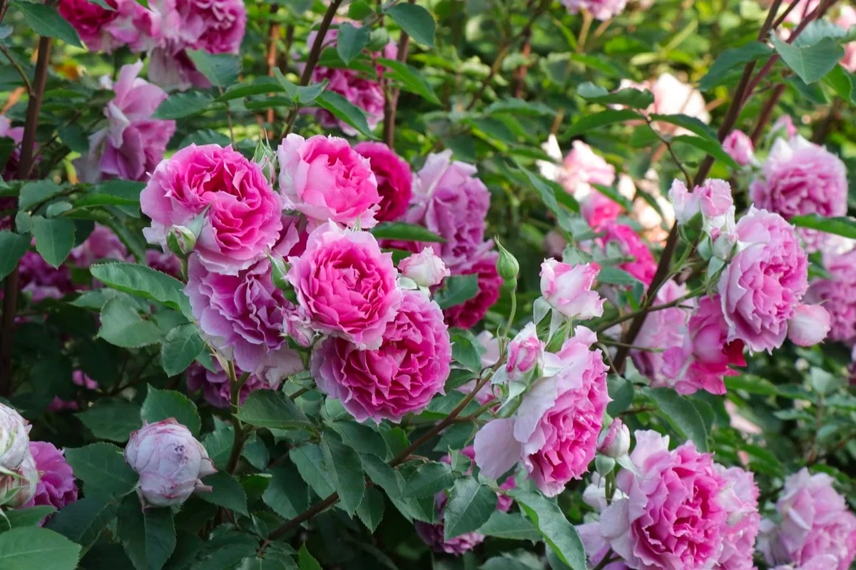 Scheherazade Rose Live Plant - Fragrant Pink Ruffled Shrub, 6 inch Ownroot - Image 3