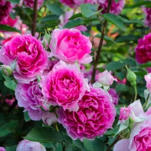 Scheherazade Rose Live Plant - Fragrant Pink Ruffled Shrub, 6 inch Ownroot - Image 4