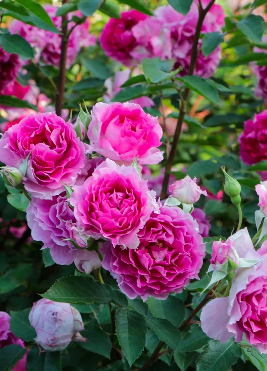 Scheherazade Rose Live Plant - Fragrant Pink Ruffled Shrub, 6 inch Ownroot - Image 4