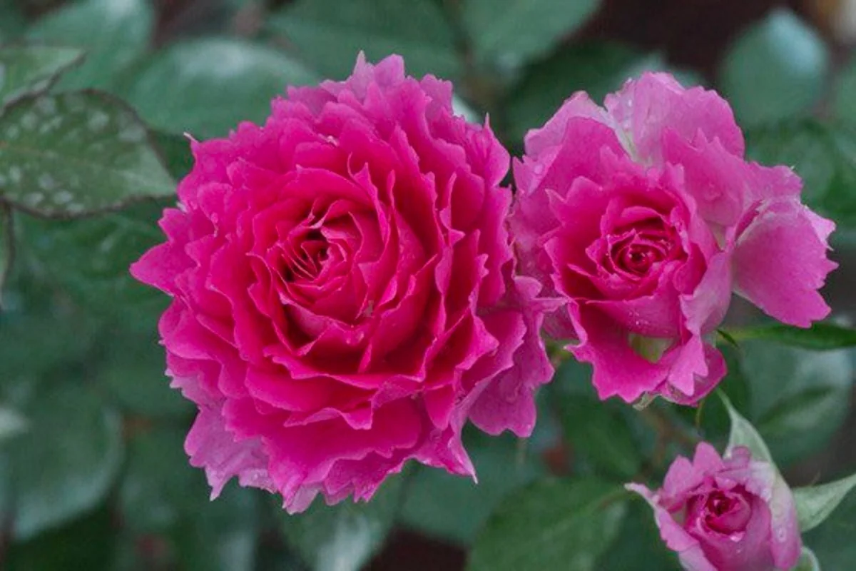 Scheherazade Rose Live Plant - Fragrant Pink Ruffled Shrub, 6 inch Ownroot - Image 1