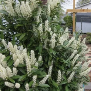 Schip Laurel Live Plant – 6-10" Tall Evergreen Privacy Shrub in 2.5" Pot - Image 2