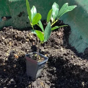 Schip Laurel Live Plant – 6-10