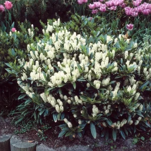 Schip Laurel Live Plant – 6-10" Tall Evergreen Privacy Shrub in 2.5" Pot - Image 1