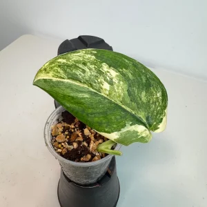 Scindapsus Jade Satin Variegated Live Plant - Rare Potted Houseplant - Image 3