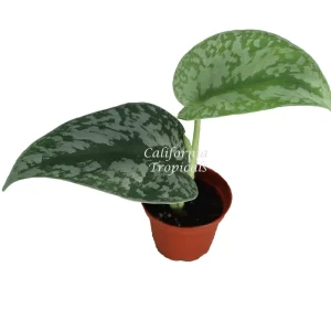 Scindapsus Pictus 'Exotica' Live Plant – 2 inch Potted Houseplant Indoor - Image 2