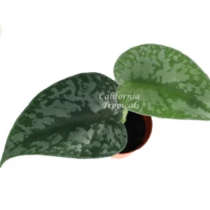 Scindapsus Pictus 'Exotica' Live Plant – 2 inch Potted Houseplant Indoor - Image 1