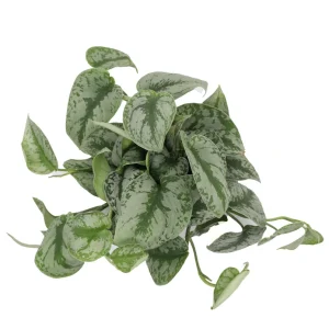 Scindapsus Pictus 'Exotica' Live Plant – 6 inch Pot – Indoor Foliage - Image 2