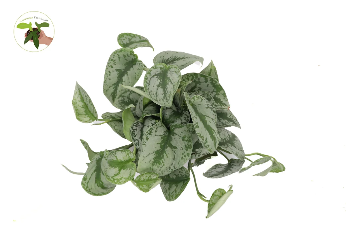 Scindapsus Pictus 'Exotica' Live Plant – 6 inch Pot – Indoor Foliage - Image 2