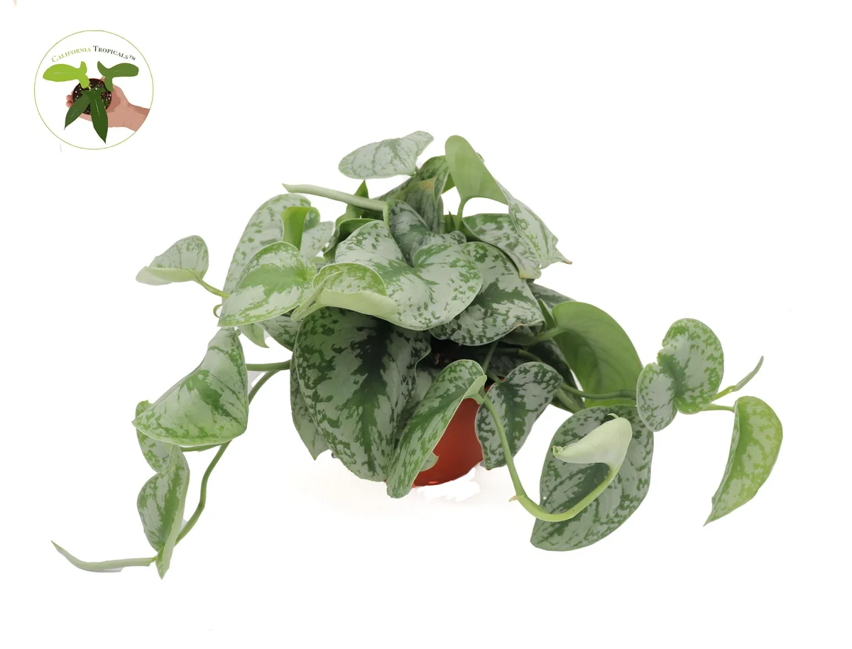 Scindapsus Pictus 'Exotica' Live Plant – 6 inch Pot – Indoor Foliage - Image 3