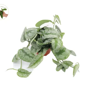 Scindapsus Pictus 'Exotica' Live Plant – 6 inch Pot – Indoor Foliage - Image 1