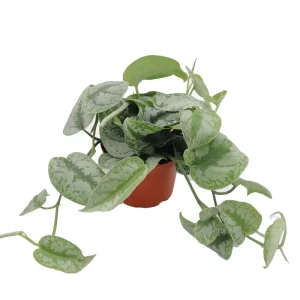 Scindapsus Pictus 'Exotica' Live Plant – 6 inch Pot – Indoor Foliage - Image 4