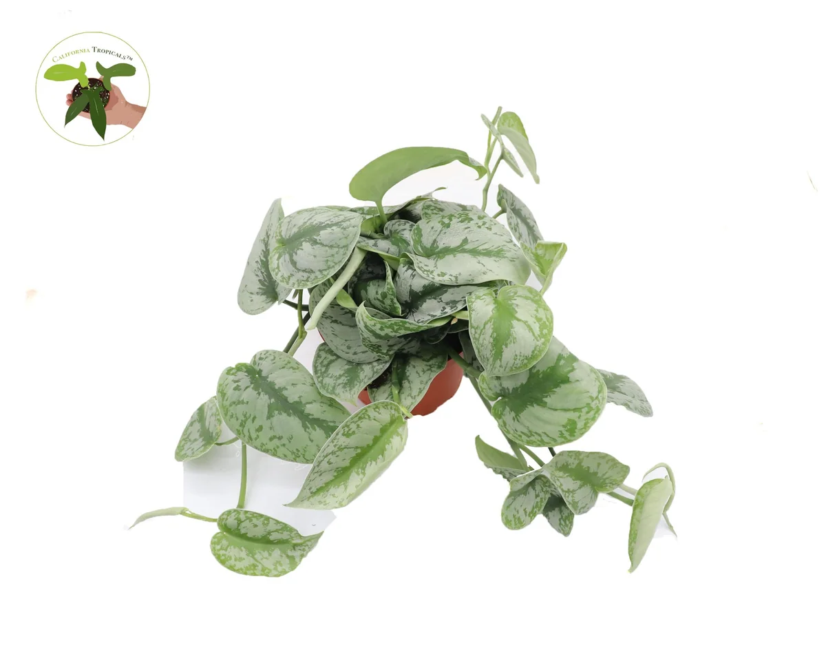 Scindapsus Pictus 'Exotica' Live Plant – 6 inch Pot – Indoor Foliage - Image 1