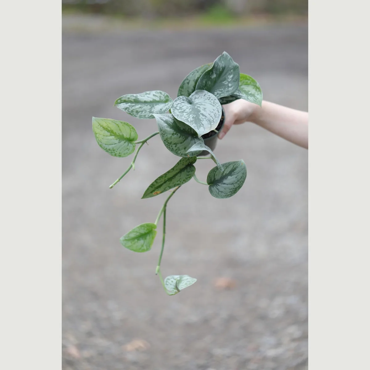 Scindapsus Pictus Exotica Live Plant - Silver Pothos Vining Plant - 4 inch Nursery Pot - Indoor - Image 2