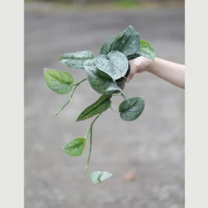 Scindapsus Pictus Exotica Live Plant - Silver Pothos Vining Plant - 4 inch Nursery Pot - Indoor - Image 3
