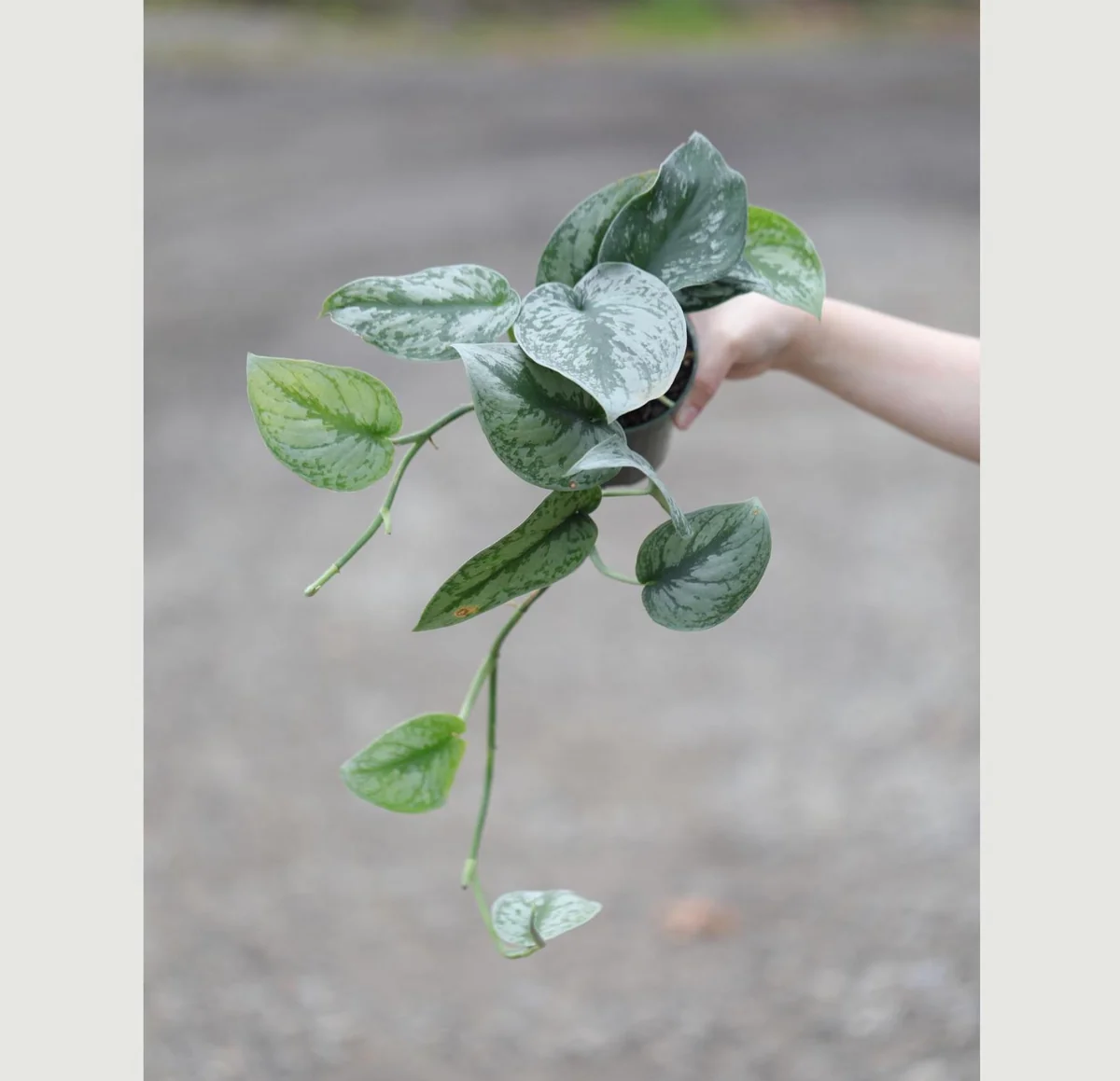 Scindapsus Pictus Exotica Live Plant - Silver Pothos Vining Plant - 4 inch Nursery Pot - Indoor - Image 3