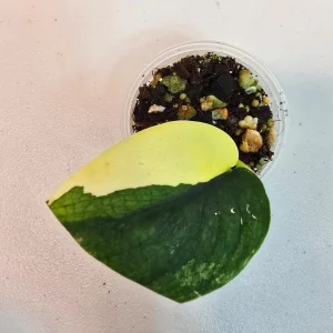 Scindapsus Pictus 'Jade Satin' Variegated Live Plant – Indoor Potted Plant - Image 2