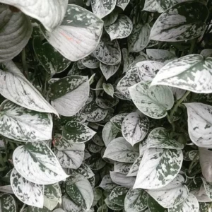 Scindapsus Pictus 'Silvery Anne' Live Starter Plant - Indoor Houseplant - Image 1