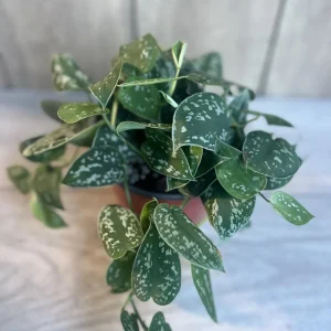 Scindapsus Silver Cloud Live Plant – 6 inch Pot – Potted Houseplant Indoor - Image 2