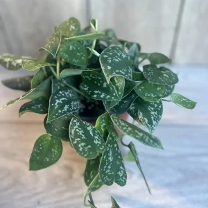 Scindapsus Silver Cloud Live Plant – 6 inch Pot – Potted Houseplant Indoor - Image 3