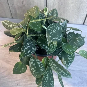 Scindapsus Silver Cloud Live Plant – 6 inch Pot – Potted Houseplant Indoor - Image 5