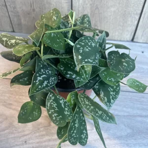 Scindapsus Silver Cloud Live Plant – 6 inch Pot – Potted Houseplant Indoor - Image 6
