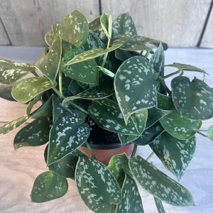 Scindapsus Silver Cloud Live Plant – 6 inch Pot – Potted Houseplant Indoor - Image 9