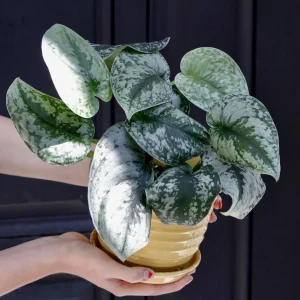 Scindapsus Silver Exotica Live Plant - 3 inch Nursery Pot - Rare Vining Indoor Pothos - Image 3