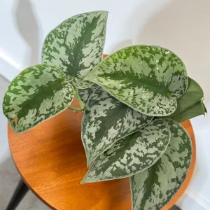 Scindapsus Silver Exotica Live Plant – 4 inch Grow Pot – Rare Vining Indoor Houseplant - Image 3