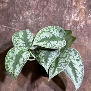 Scindapsus Silver Exotica Live Plant – 4 inch Grow Pot – Rare Vining Indoor Houseplant - Image 4